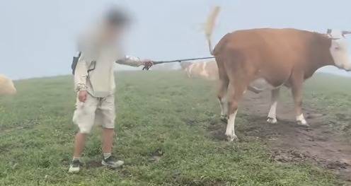 炒股配资评测网 多名游客五台山徒步逗牛遭踩踏，景区回应：有人拿登山杆敲牛屁股，个人素质问题